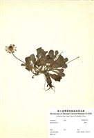 藏品(雛菊)的圖片